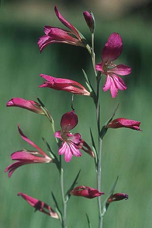 Gladiolus communis ? \ Gewhnliche Gladiole, Gemeine Siegwurz, F S. Vallier-de-Thiey 26.5.2005