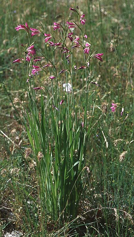 Gladiolus italicus \ Gladiole / Field Gladiolus, F Millau 28.5.2005