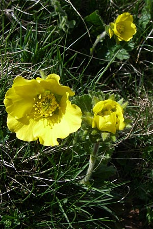 Geum montanum \ Berg-Nelkenwurz / Alpine Avens, F Pyrenäen/Pyrenees, Eyne 25.6.2008