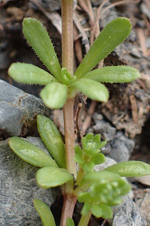 Galium megalospermum \ Schweizer Labkraut / Swiss Bedstraw, F Col de la Bonette 8.7.2016