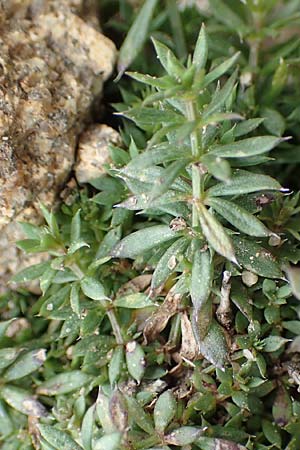 Galium marchandii \ Marchands Labkraut / Marchand's Bedstraw, F Pyrenäen/Pyrenees, Mont Llaret 31.7.2018