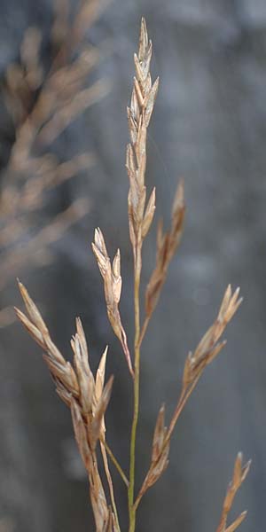 Glyceria maxima \ Wasser-Schwaden / Reed Manna Grass, Reed Sweet Grass, F St. Disdier 9.10.2021
