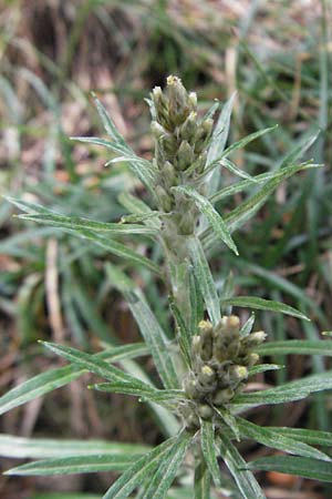 Gnaphalium sylvaticum \ Wald-Ruhrkraut, F Pyrenäen, Eyne 9.8.2006