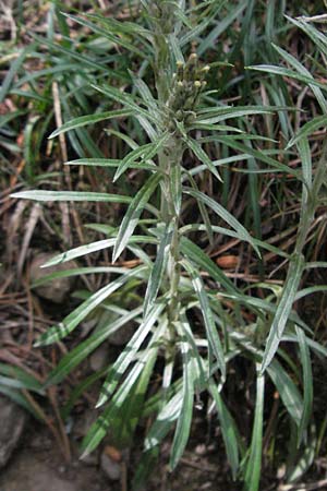 Gnaphalium sylvaticum \ Wald-Ruhrkraut, F Pyrenäen, Eyne 9.8.2006