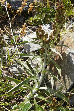 Gnaphalium sylvaticum \ Wald-Ruhrkraut / Heath Cudweed, F Pyrenäen/Pyrenees, Gourette 25.8.2011