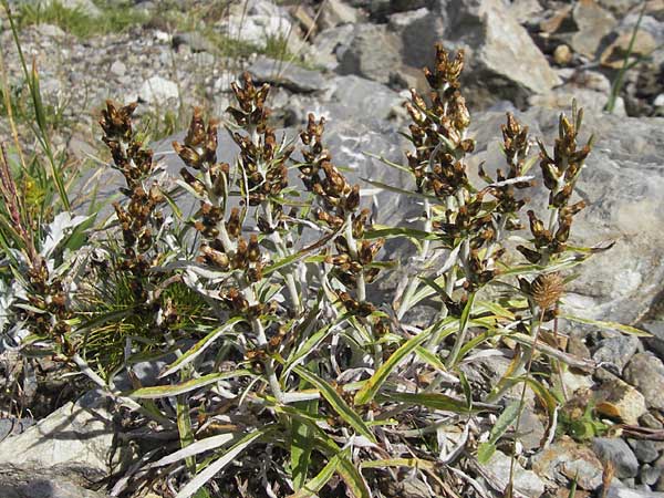 Gnaphalium sylvaticum \ Wald-Ruhrkraut / Heath Cudweed, F Pyrenäen/Pyrenees, Gourette 25.8.2011