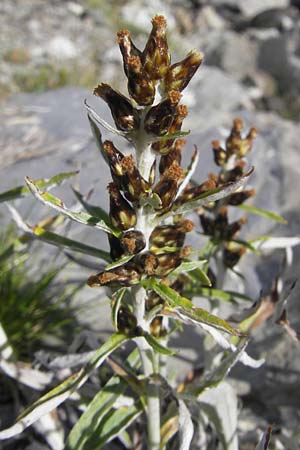 Gnaphalium sylvaticum \ Wald-Ruhrkraut / Heath Cudweed, F Pyrenäen/Pyrenees, Gourette 25.8.2011