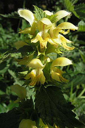 Lamium montanum \ Berg-Goldnessel, F Corbières, Talairan 13.5.2007