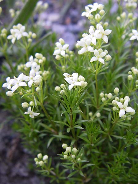 Galium pusillum / Least Mountain Bedstraw, Dwarf Ladies' Bedstraw, F Col du Galibier 21.6.2008