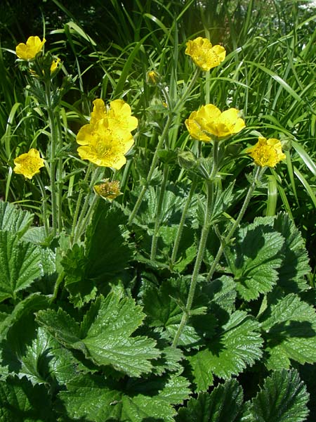 Geum pyrenaicum \ Pyrenen-Nelkenwurz / Pyrenean Avens, F Col de Lautaret Botan. Gar. 28.6.2008