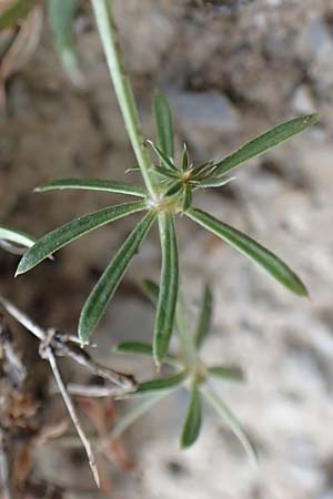 Galium lucidum / Shining Bedstraw, F Col de la Bonette 8.7.2016