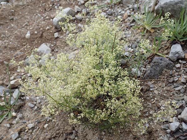 Galium lucidum \ Glanz-Labkraut, F Col de la Bonette 8.7.2016