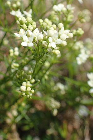 Galium pumilum \ Heide-Labkraut, Zierliches Labkraut, F Collet de Allevard 9.7.2016