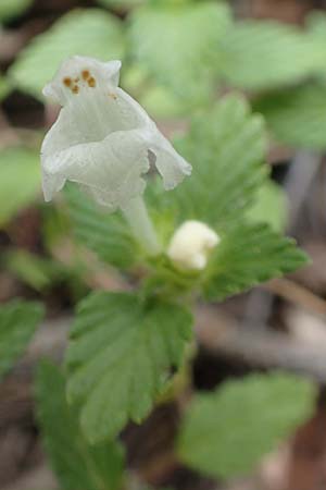 Galeopsis pyrenaica \ Pyrenen-Hohlzahn / Pyrenean Hemp-Nettle, F Pyrenäen/Pyrenees, Canigou 24.7.2018