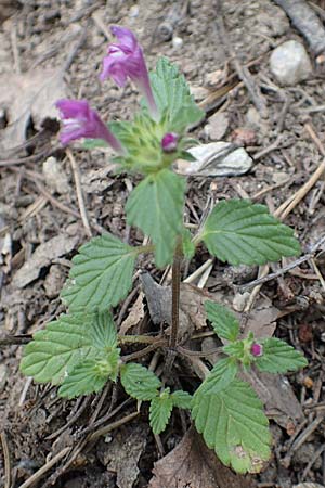 Galeopsis pyrenaica \ Pyrenen-Hohlzahn / Pyrenean Hemp-Nettle, F Pyrenäen/Pyrenees, Canigou 24.7.2018