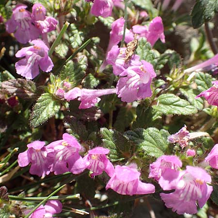 Galeopsis pyrenaica \ Pyrenen-Hohlzahn / Pyrenean Hemp-Nettle, F Pyrenäen/Pyrenees, Puigmal 1.8.2018