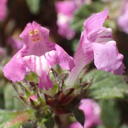 Galeopsis pyrenaica \ Pyrenen-Hohlzahn, F Pyrenäen, Puigmal 1.8.2018