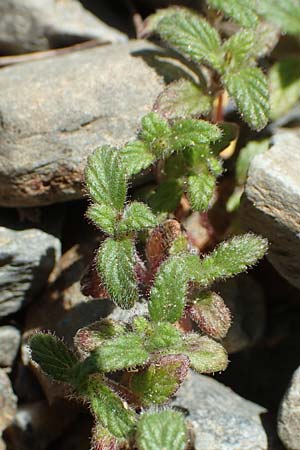 Galeopsis pyrenaica \ Pyrenen-Hohlzahn, F Pyrenäen, Puigmal 1.8.2018