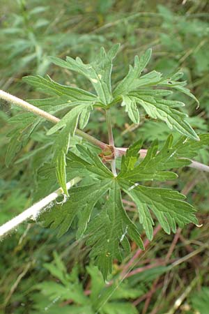 Geranium pratense \ Wiesen-Storchschnabel / Meadow Crane's-Bill, F Pyrenäen/Pyrenees, Segre - Schlucht / Gorge 2.8.2018