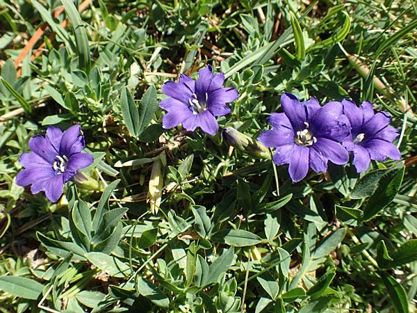 Gentiana pyrenaica \ Pyrenen-Enzian / Pyrenean Gentian, F Pyrenäen/Pyrenees, Mont Louis 3.8.2018