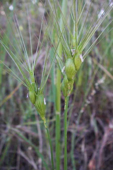 Aegilops neglecta \ bersehener Walch / Three-Awned Goatgrass, F Maures, Vidauban 12.5.2007