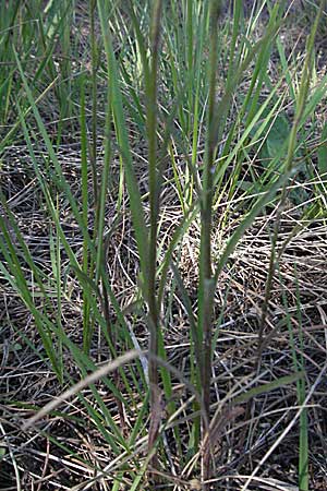 Aegilops neglecta \ bersehener Walch / Three-Awned Goatgrass, F Maures, Vidauban 12.5.2007