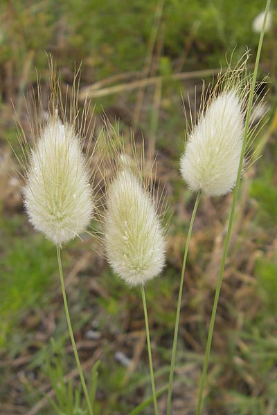 Lagurus ovatus \ Sdliches Samtgras, Hasenschwnzchen, F Sète 5.6.2009