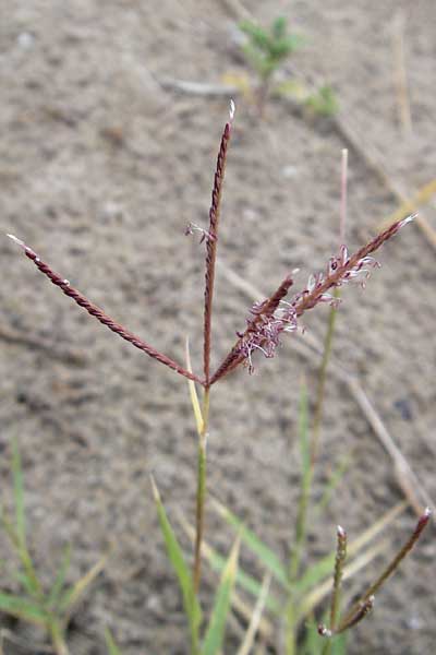 Cynodon dactylon \ Hundszahn-Gras / Bermuda Grass, Cocksfoot Grass, F Sète 6.6.2009