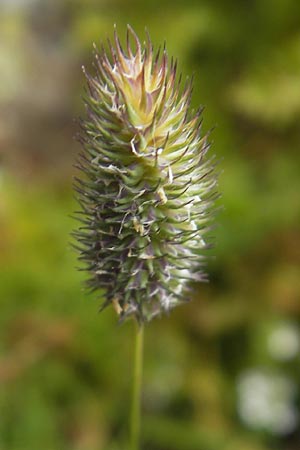 Phleum rhaeticum \ Rtisches Alpen-Lieschgras, F Pyrenäen, Gourette 25.8.2011