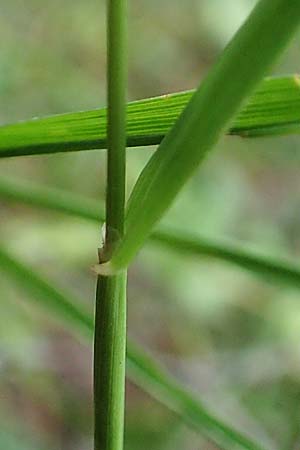 Phleum rhaeticum \ Rtisches Alpen-Lieschgras, F Pyrenäen, Canigou 24.7.2018