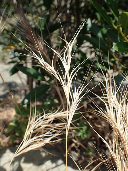 Bromus spec2 ? \ Trespe / Brome, F Pyrenäen/Pyrenees, Prioré Serabona 25.7.2018