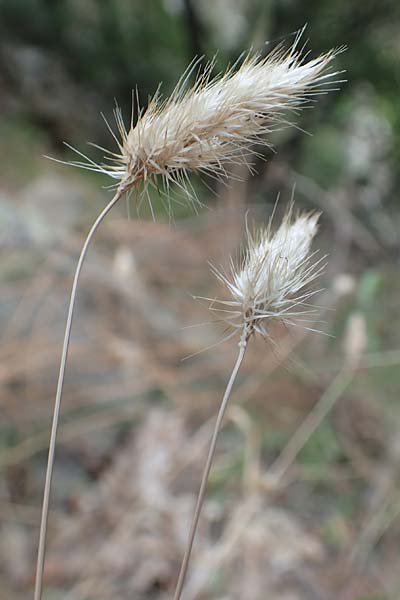 Cynosurus echinatus / Bristly Dogstail Grass, Rough Dogstail, F Pyrenees, Caranca - Gorge 30.7.2018