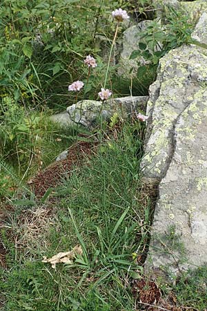 Armeria maritima subsp. alpina \ Alpen-Grasnelke / Alpine Thrift, F Pyrenäen/Pyrenees, Eyne 4.8.2018