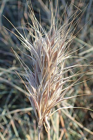 Bromus madritensis \ Mittelmeer-Trespe / Compact Brome, F Canet-en-Roussillon 11.8.2018