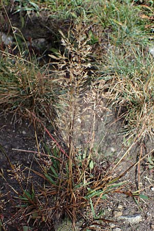 Agrostis stolonifera \ Weißes Straußgras / Creeping Bentgrass, F Bonneval-sur-Arc 6.10.2021