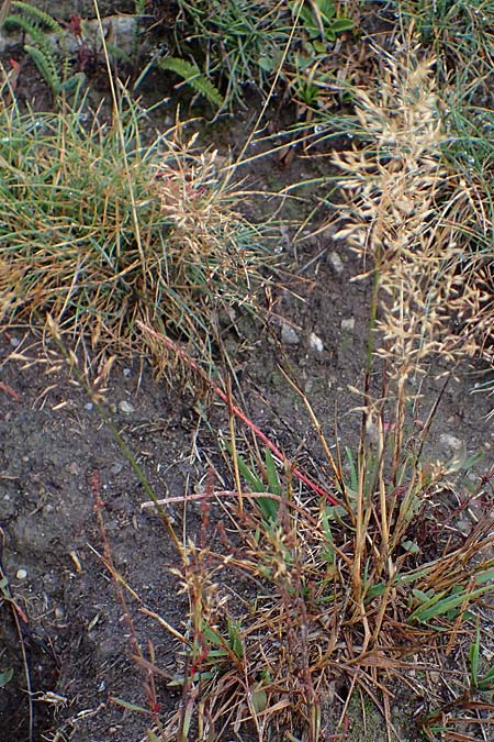 Agrostis stolonifera \ Weies Straugras, F Bonneval-sur-Arc 6.10.2021