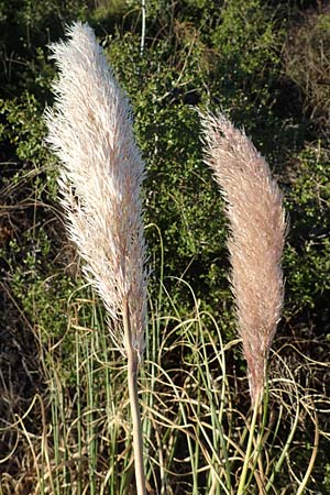 Cortaderia selloana \ Amerikanisches Pampas-Gras / Pampas Grass, F Martigues 8.10.2021