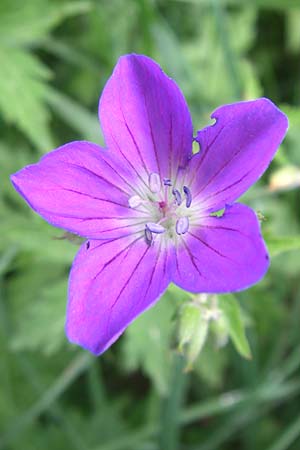 Geranium sylvaticum \ Wald-Storchschnabel, F Pyrenäen, Eyne 24.6.2008