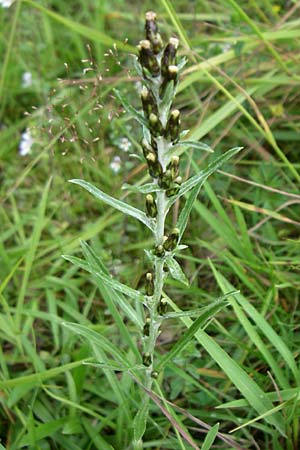 Gnaphalium sylvaticum \ Wald-Ruhrkraut / Heath Cudweed, F Vogesen/Vosges, Le Markstein 3.8.2008