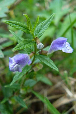 Scutellaria galericulata / Skullcap, F Rimbach-pres-Masevaux 6.8.2008