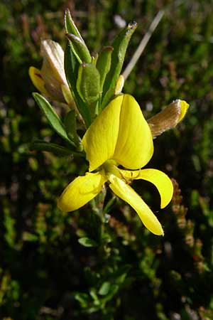 Genista tinctoria \ Frber-Ginster / Dyer's Greenweed, F Vogesen/Vosges, Grand Ballon 21.6.2008