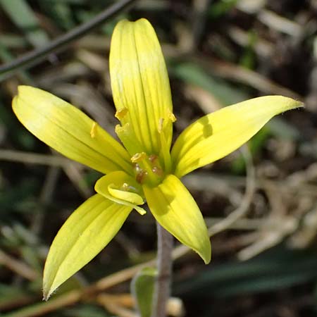 Gagea villosa \ Acker-Gelbstern / Hairy Star of Bethlehem, F Col de Gleize 14.3.2024