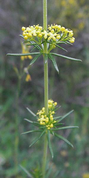 Galium wirtgenii / Wirtgen's Bedstraw, F Serres 10.6.2006