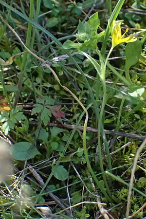 Gagea pratensis / Meadow Gagea, F Luberon near Robion 16.3.2024