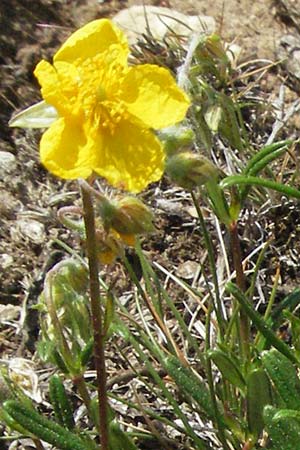 Helianthemum nummularium \ Kleinblttriges Sonnenrschen, F Severac-le-Chateau 8.6.2006