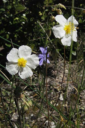 Helianthemum apenninum / White Rock-Rose, F Causse du Larzac 7.6.2006