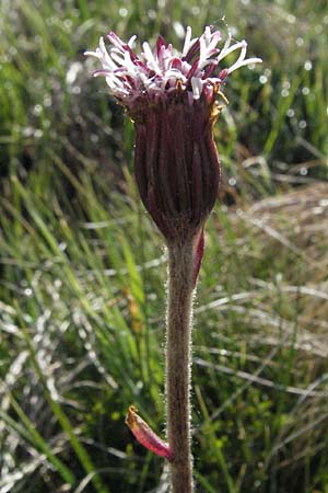 Homogyne alpina / Purple Colt's-Foot, Alpine Colt's-Foot, F Allevard 11.6.2006