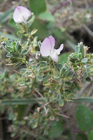 Ononis spinosa subsp. antiquorum \ Vieldornige Hauhechel / Thorny Restharrow, Prickly Restharrow, F Pyrenäen/Pyrenees, Eus 14.8.2006