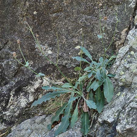 Hieracium amplexicaule \ Stngelumfassendes Habichtskraut / Sticky Hawkweed, F Pyrenäen/Pyrenees, Caranca - Schlucht / Gorge 30.7.2018