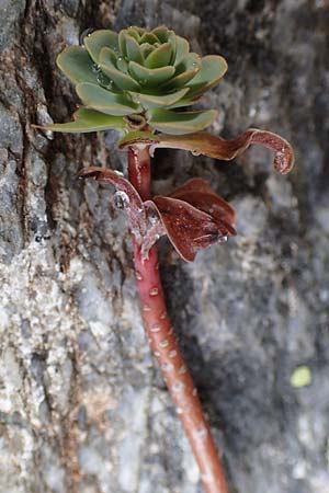 Hylotelephium anacampseros \ Rundblttrige Waldfetthenne / Evergreen Witch's Moneybags, F Bonneval-sur-Arc 6.10.2021